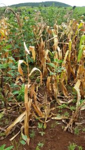 poor yield maize